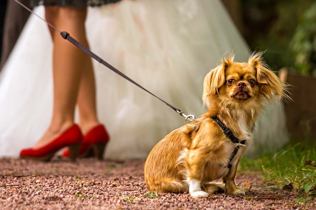 Fotógrafo de boda Espana
